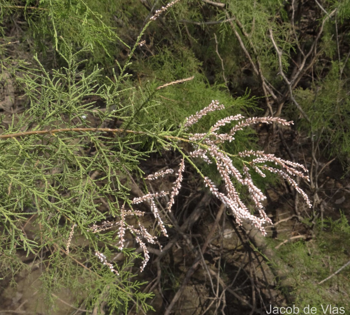 Tamarix indica Willd.